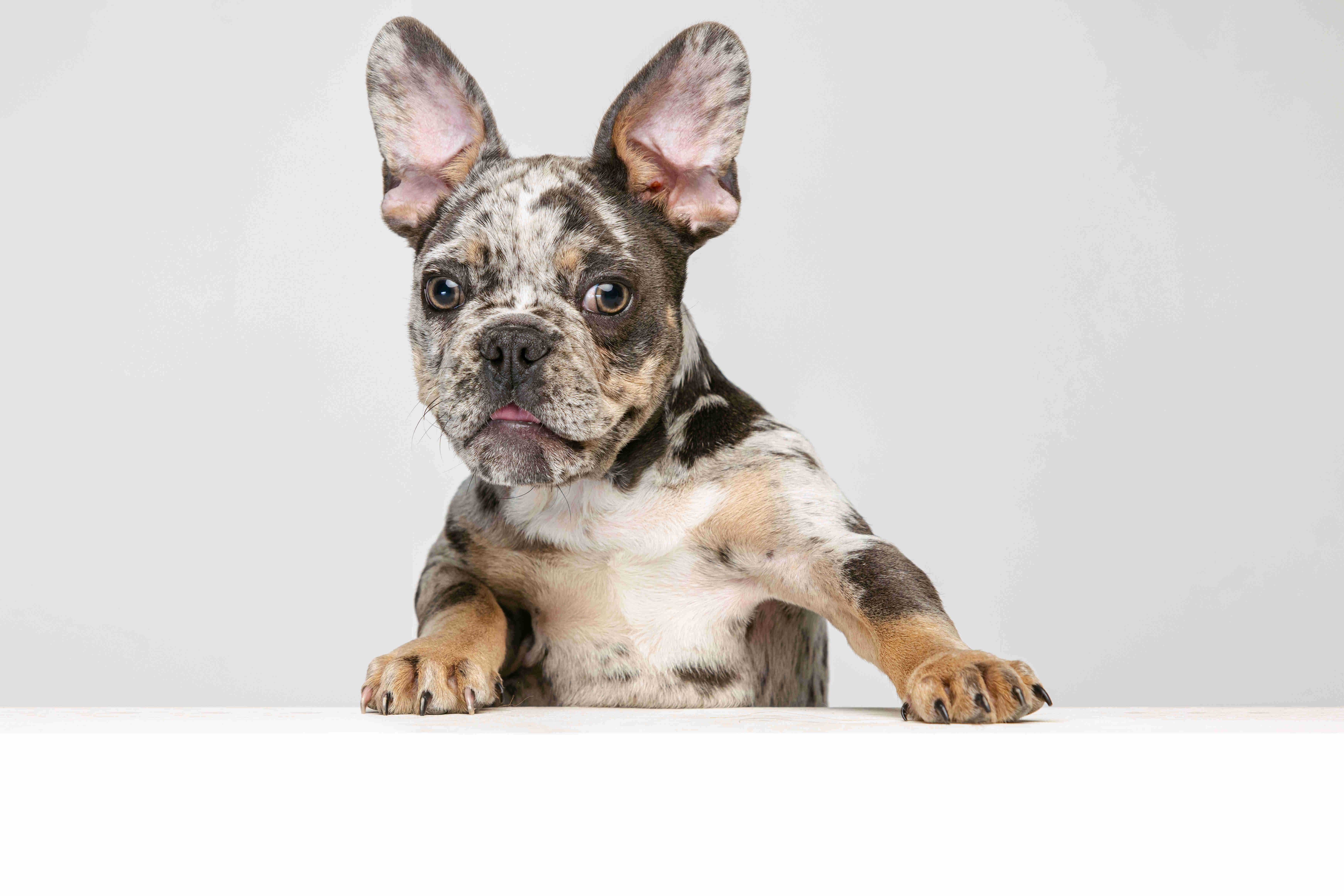 5 Effective Ways to Prevent Fleas and Ticks on Your French Bulldog Puppy